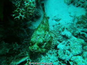 Stone fish by Helen Hansen 